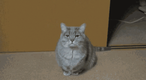 a cat yawning with its mouth wide open