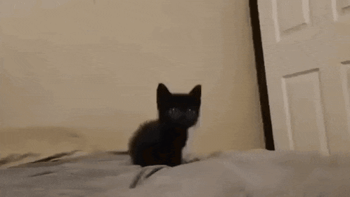 a black cat is sitting on top of a bed looking at the camera .