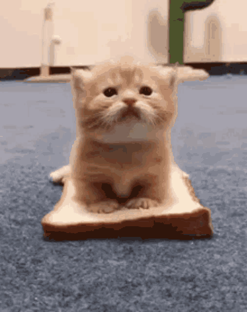 a small kitten is sitting on a piece of bread on the floor .