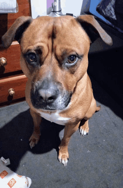 a brown dog is looking at the camera while sitting on a carpet next to a roll of ritz-bitz