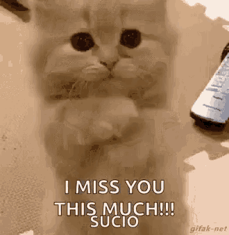 a cat is sitting on a table with a remote control in the background and says `` i miss you this much ! ''