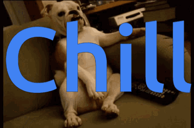 a dog is laying on a couch with the word chill in blue