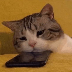 a cat is laying on a couch looking at a cell phone .