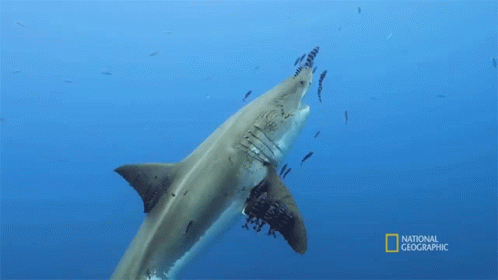 Swim Together Most Wanted Sharks GIF - Swim Together Most Wanted Sharks Hunting GIFs