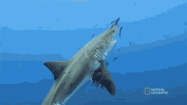 a shark is swimming in the ocean with a national geographic logo in the corner