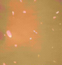 a close up of a person 's face with pink petals coming out of it .