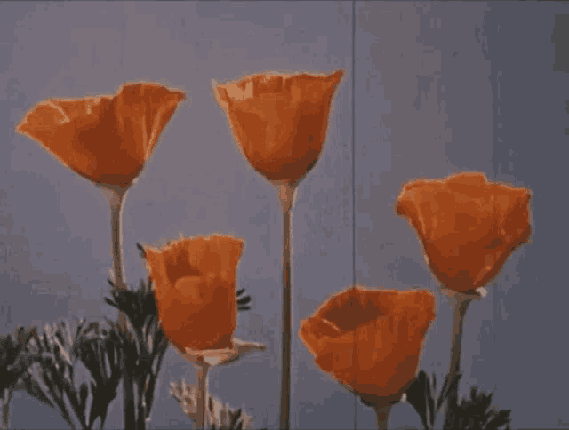 a bunch of orange flowers are against a blue sky
