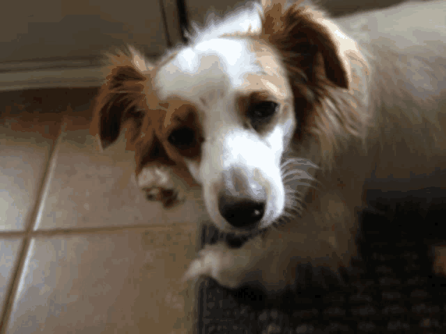 a brown and white dog laying on a tile floor
