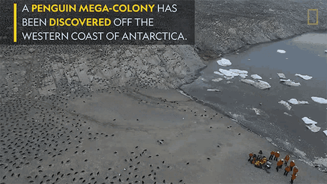 Penguin Mega Colony National Geographic GIF - Penguin Mega Colony National Geographic Penguins GIFs
