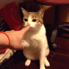 a person petting a cat with a red bracelet