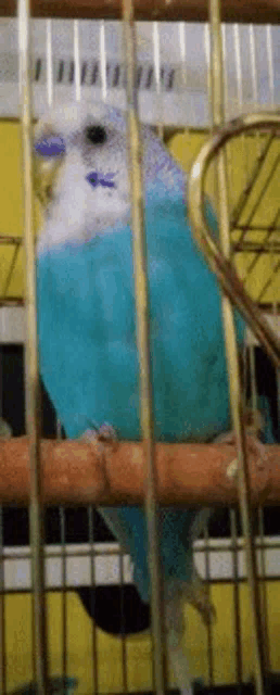 a blue and white parakeet in a cage