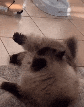 a cat is laying on its back on a tiled floor in front of a water dispenser