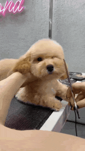 a small dog is being groomed by a person in front of a neon sign that says ' and '