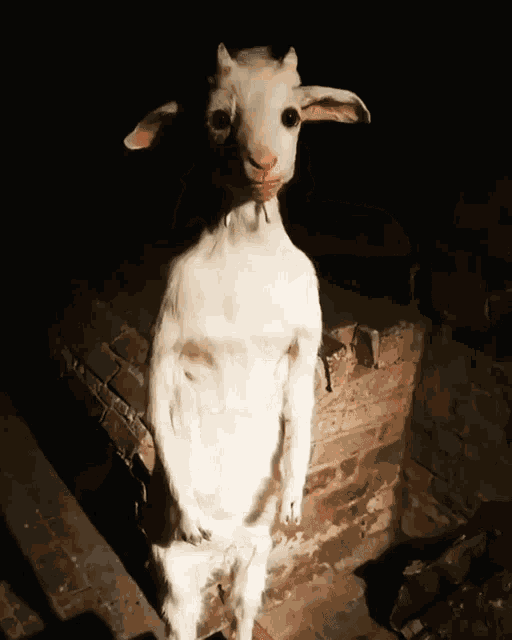 Goat Standing GIF