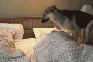Dog Bed GIF - Dog Bed Wake Up GIFs