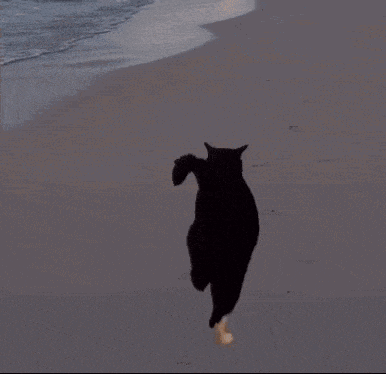 a black cat is running on a sandy beach near the water