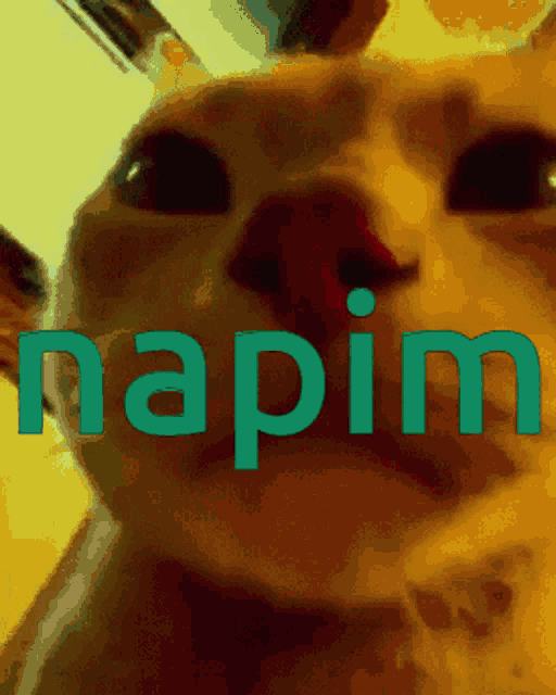 Napim Kedi GIF - Napim Kedi GIFs