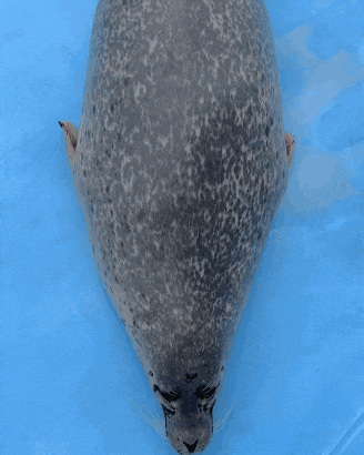 a seal is laying on a blue surface with its head down
