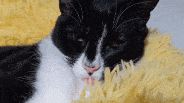 a black and white cat laying on a fluffy yellow blanket