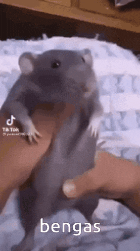 Bengas Rat GIF - Bengas Rat Giant Rat GIFs
