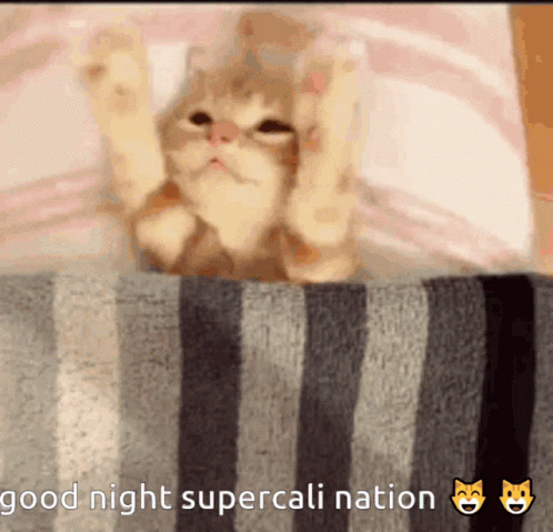 Supercali Tucked In GIF - Supercali Tucked In Cat GIFs