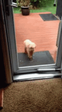 a small dog is standing in front of a sliding glass door .