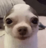a close up of a small white dog looking at the camera .