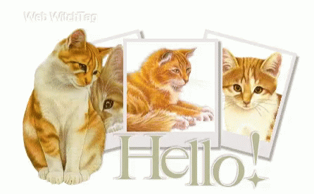 Cats Hello GIF - Cats Hello GIFs