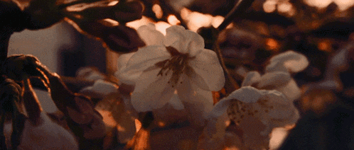 a close up of a white flower with a brown background