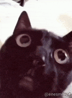 a close up of a black cat with big eyes looking at the camera
