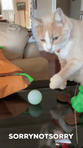 Toesthecat Leothelab GIF - Toesthecat Leothelab Funnycat GIFs