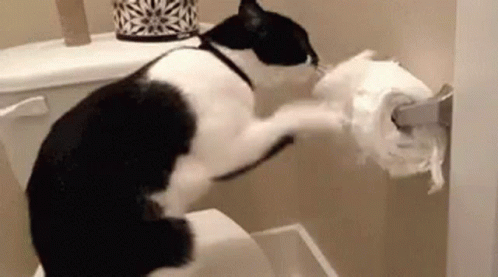 Cat Toilet Paper GIF - Cat Toilet Paper Struggle GIFs