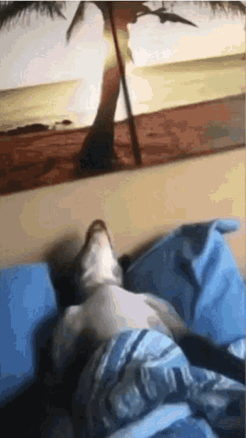 Dog Sleeping GIF - Dog Sleeping GIFs