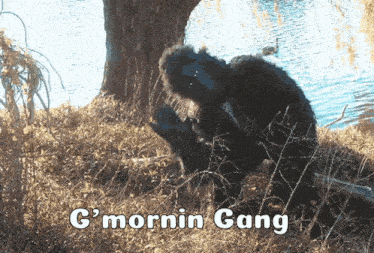a picture of a gorilla with the words g ' mornin gang on it