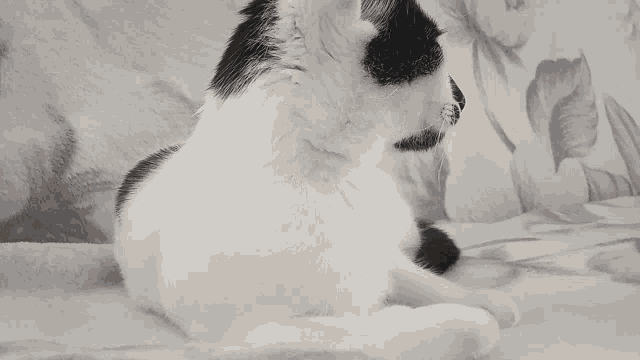 a black and white cat is laying on a white blanket