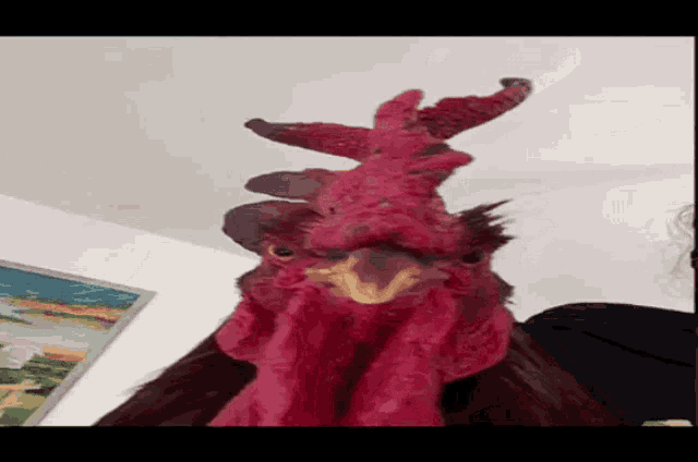 a close up of a rooster 's head with a very long crest