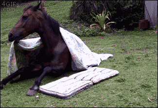 a horse is wrapped in a blanket and laying on a mattress in a field