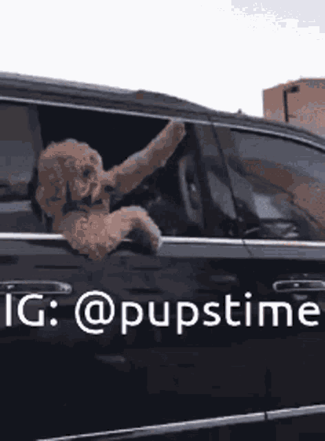 a dog is sticking its head out of a car window