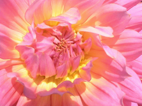 We Are Just All Flowers GIF - We Are Just All Flowers GIFs
