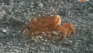 Crab Arm GIF - Crab Arm GIFs