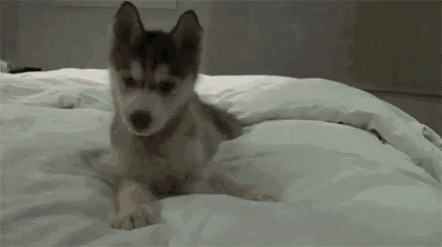 a husky puppy is laying on a bed with a white comforter .