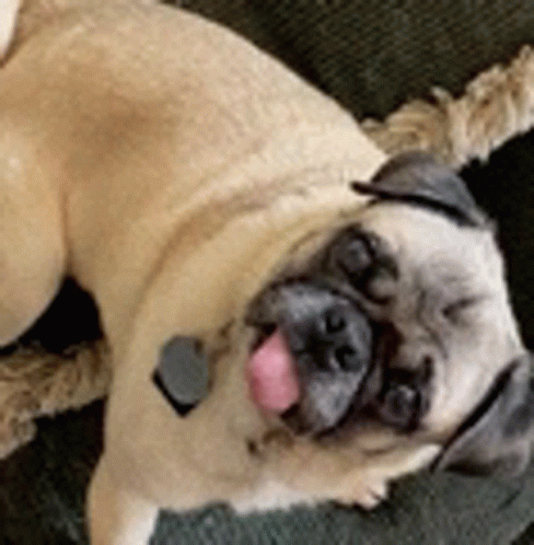 Pug Reaction GIF - Pug Reaction GIFs