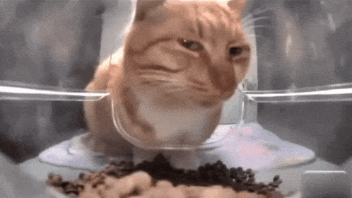 an orange and white cat is eating food from a clear bowl .