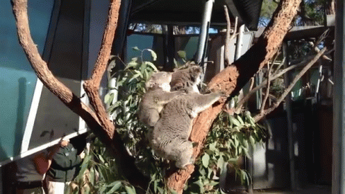 Koalas! GIF - Australia Jennamarbles Youtube GIFs