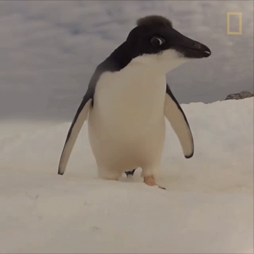 Bye National Geographic GIF - Bye National Geographic Adelie Penguin Numbers Have Marched Upward GIFs