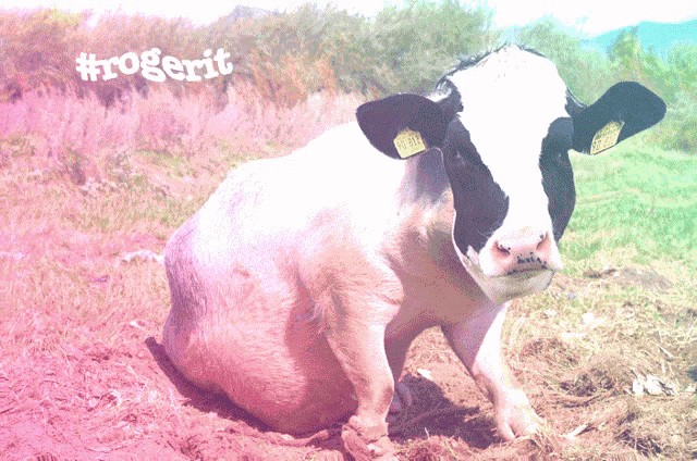 a cow with a tag on its ear is sitting in a field with #rogerit written on the bottom