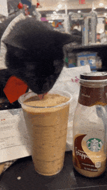 a black cat is drinking from a starbucks frappuccino