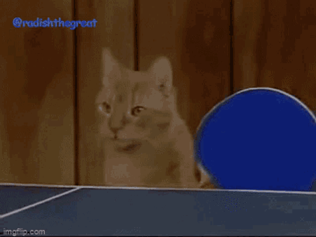 Radishthegreat Cats GIF - Radishthegreat Cats Ping Pong GIFs