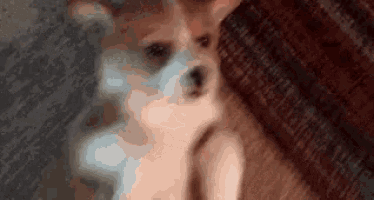 a close up of a small dog sitting on a couch .
