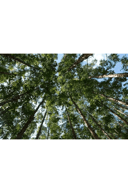 looking up at the trees in a forest with a blue sky